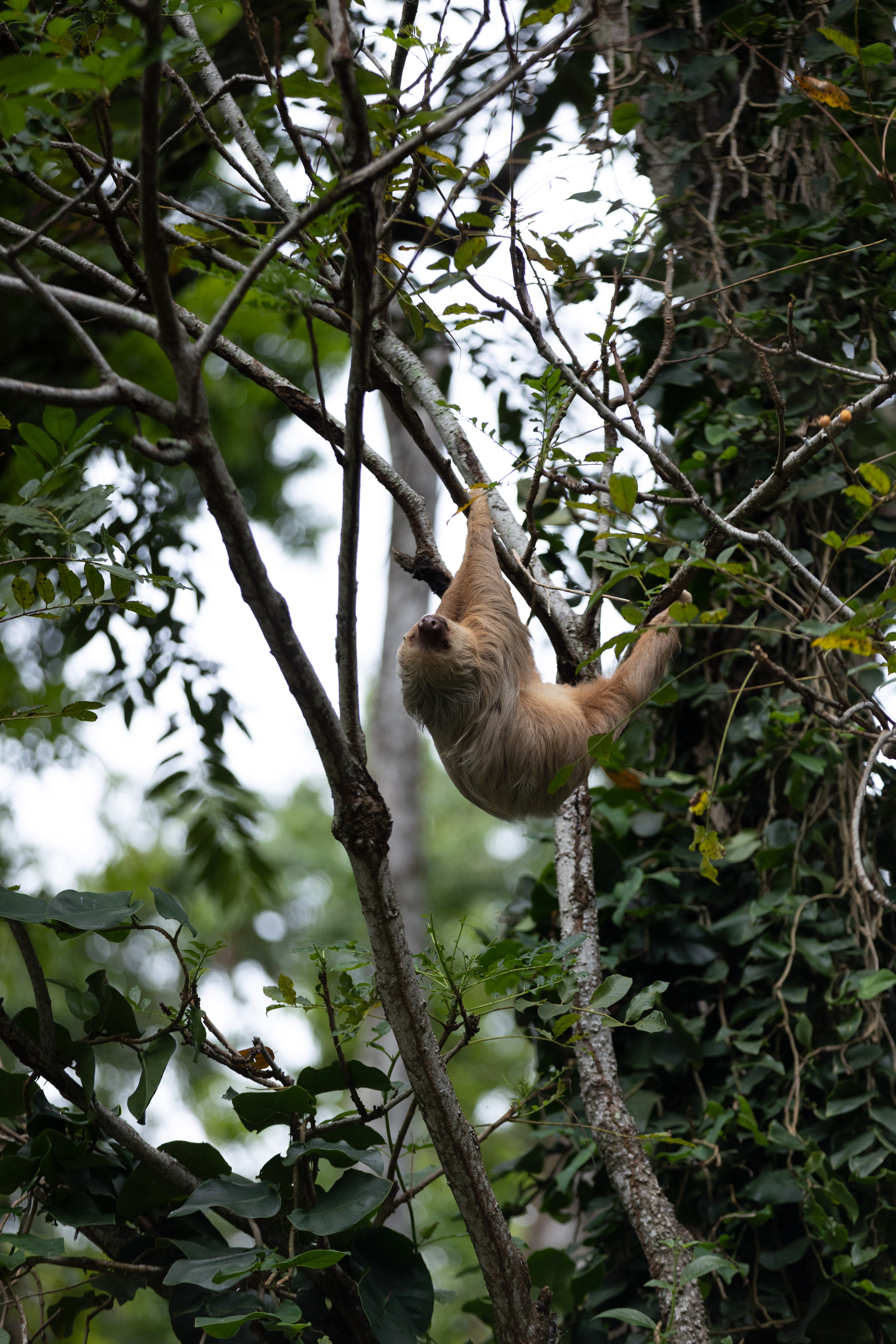 A sloth in Puerto Viejo, Costa Rica. Photo / Danilophoto