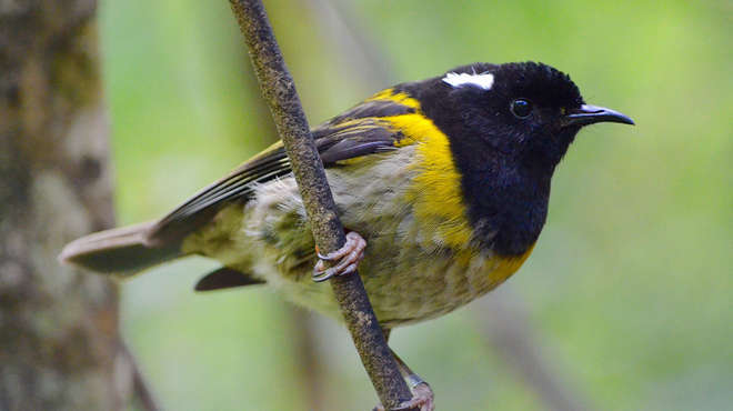 The hihi is one of the 