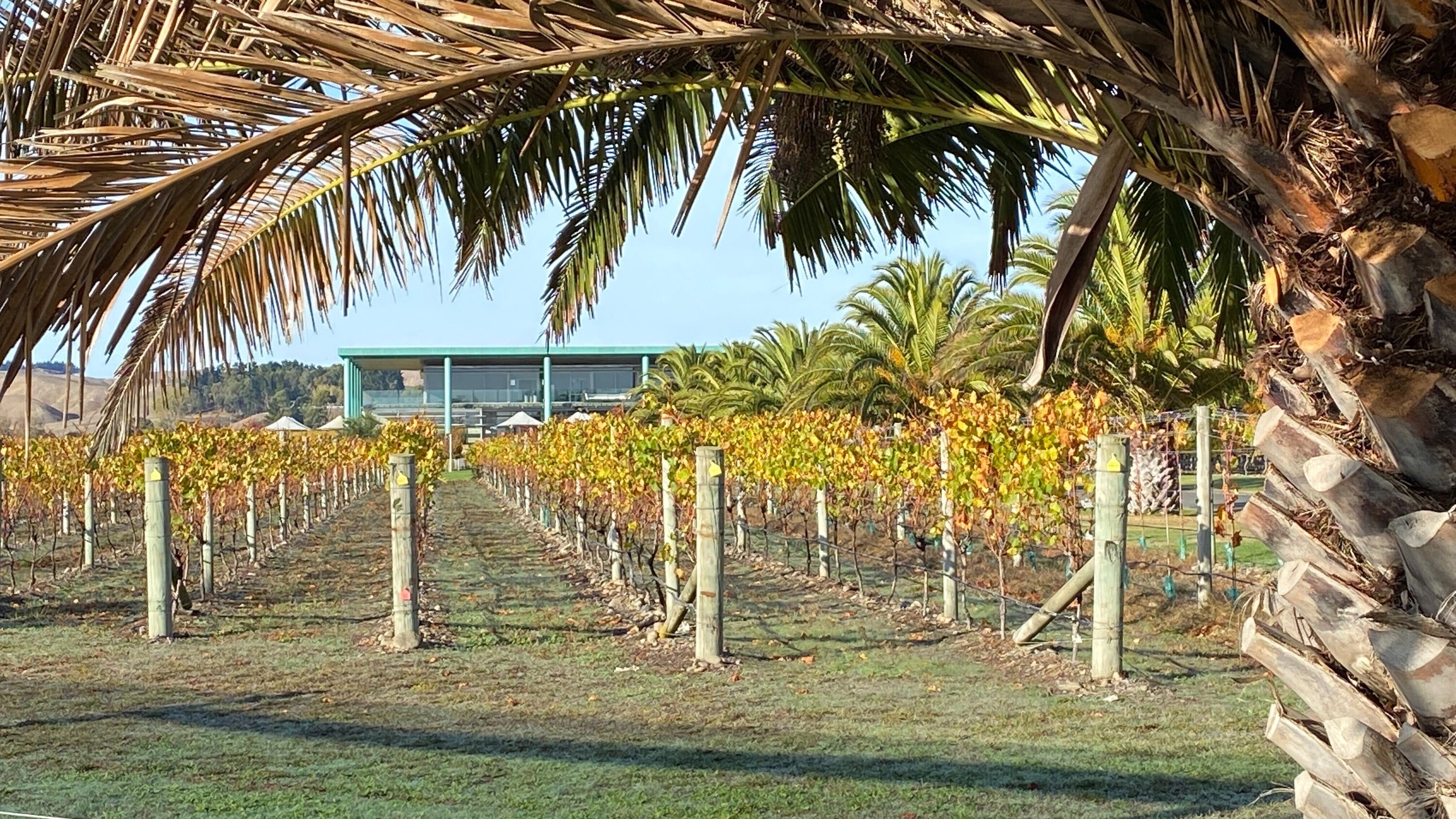 Elephant Hill, a Hawke's Bay winery started by a German businessman in 2001, is up for sale. Photo / Warren Buckland