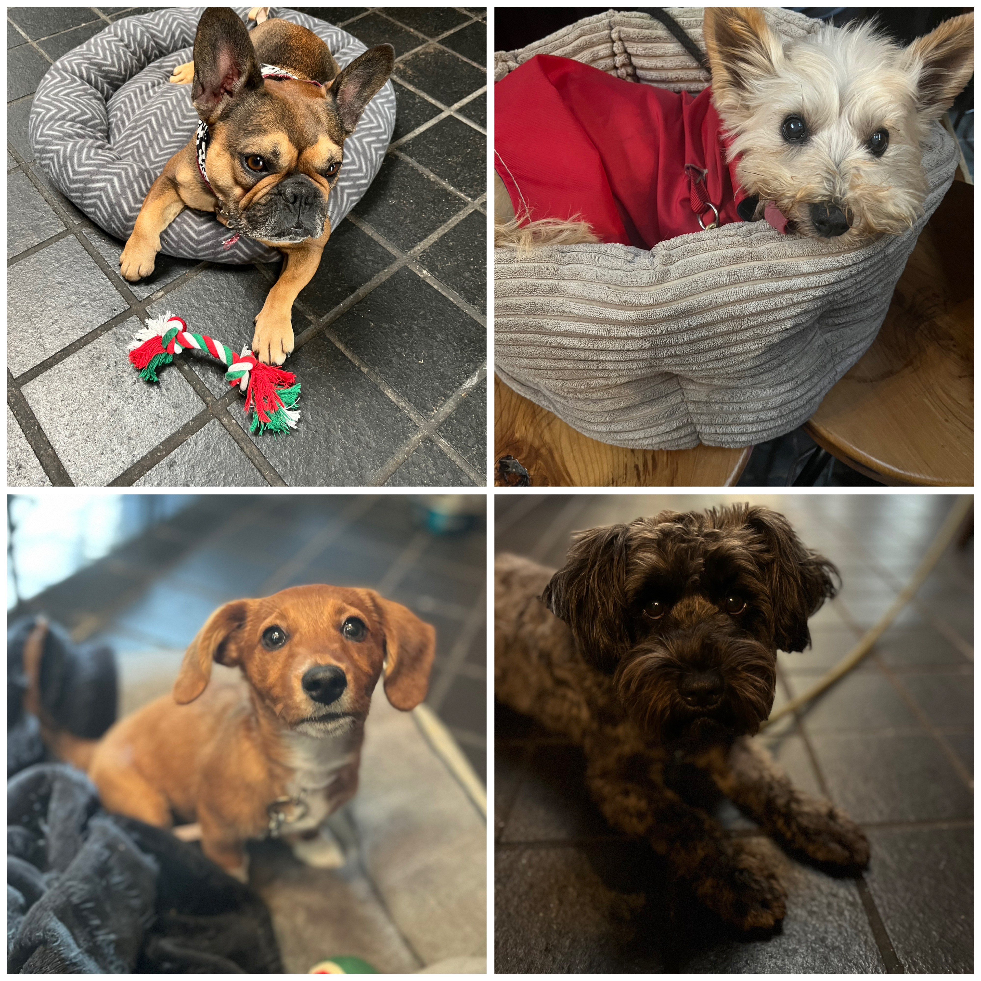 The dogs of Vivace.