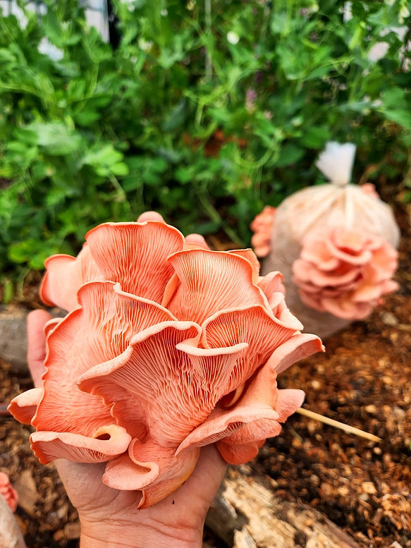 Sporeshift's pink oyster mushrooms. Photo / Sporeshift
