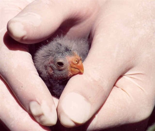 The orange-fronted parakeet, or kakariki, is among 23 native species immediately threatened with extinction. Photo / File