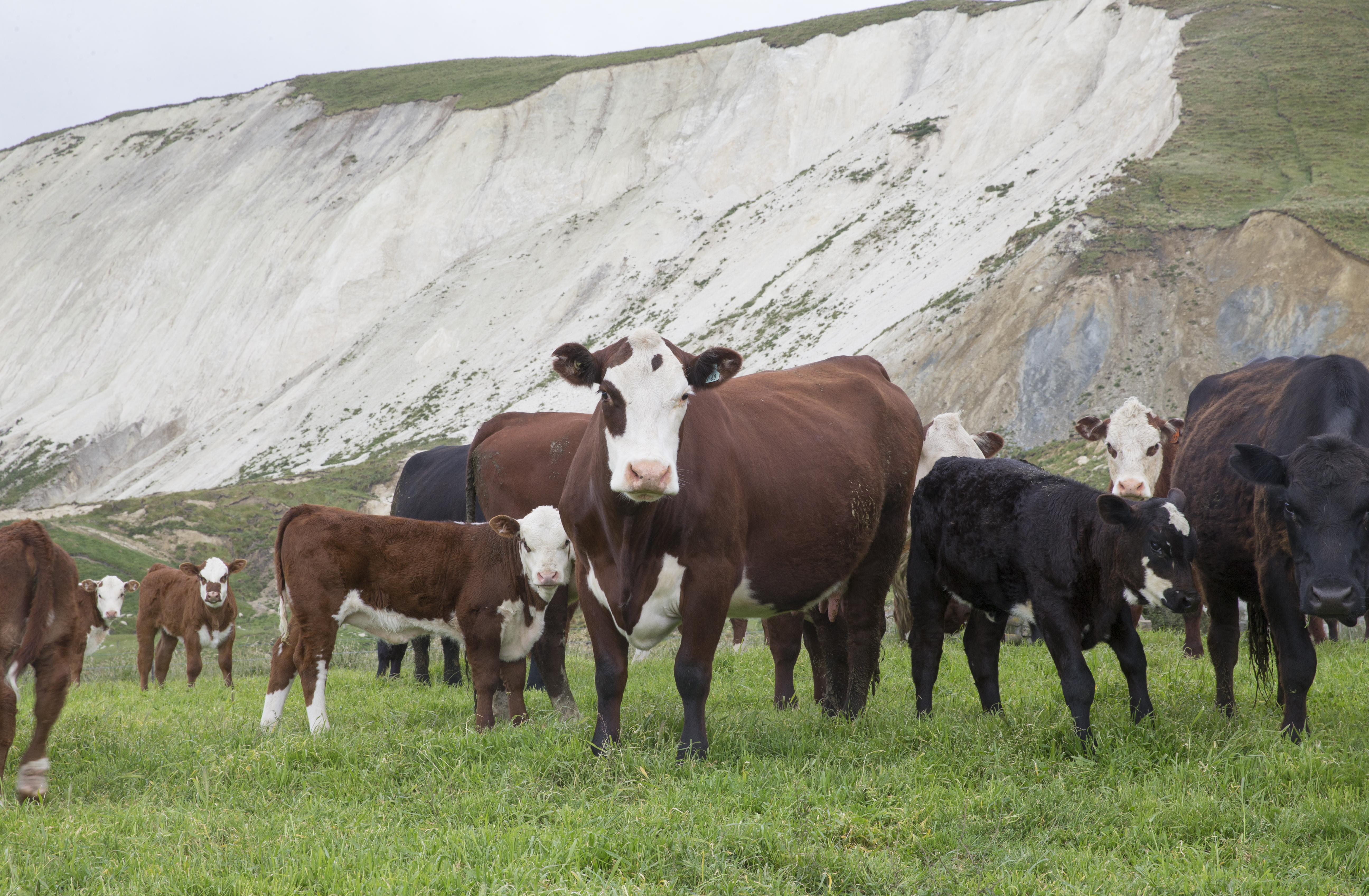 AgResearch has been studying the carbon footprint of New Zealand beef and sheepmeat. File photo / Mark Mitchell