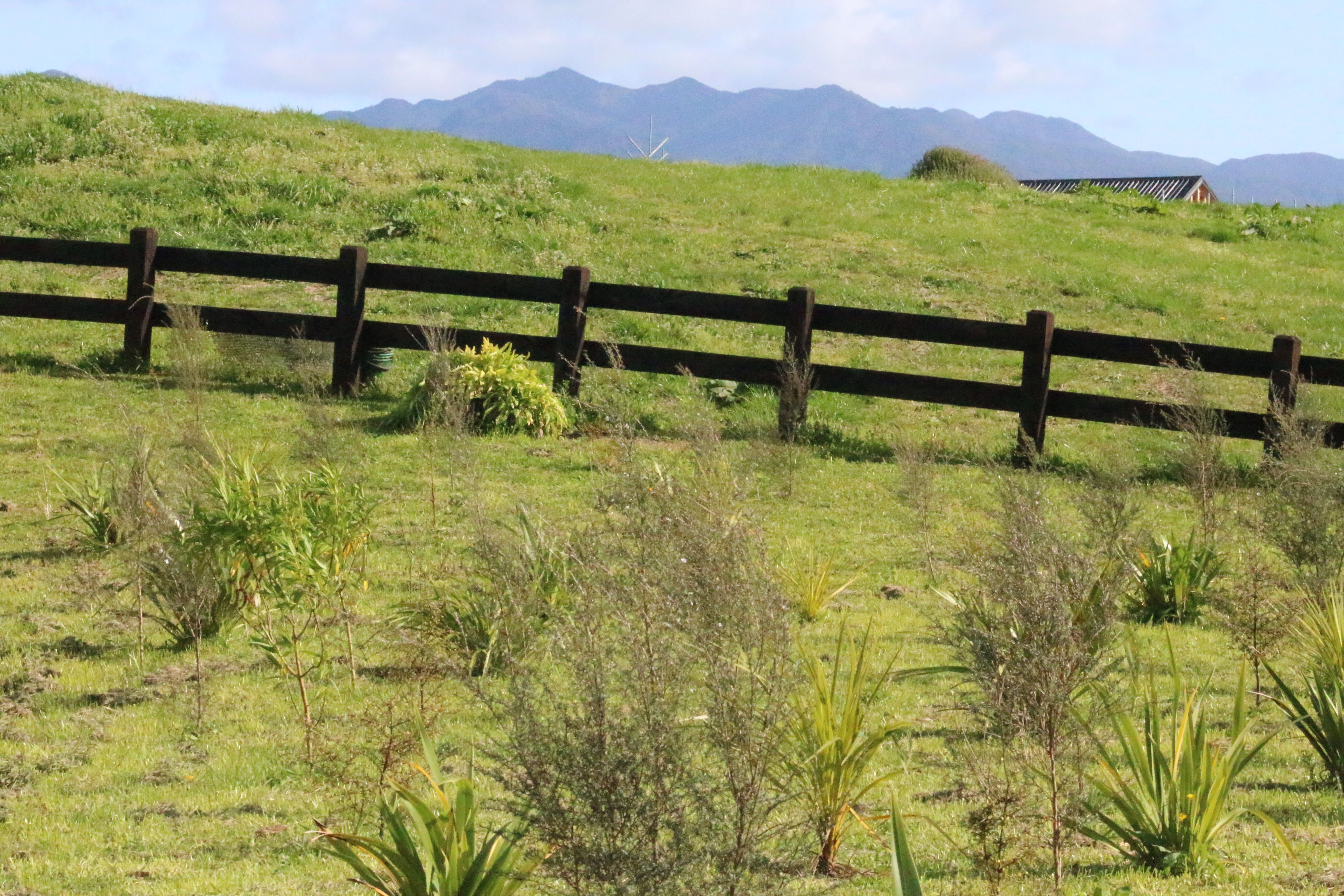 Native trees and the tip of Mt Pirongia near the beginning of the Ngāhinapōuri Walkway. Photo / Jesse Wood
