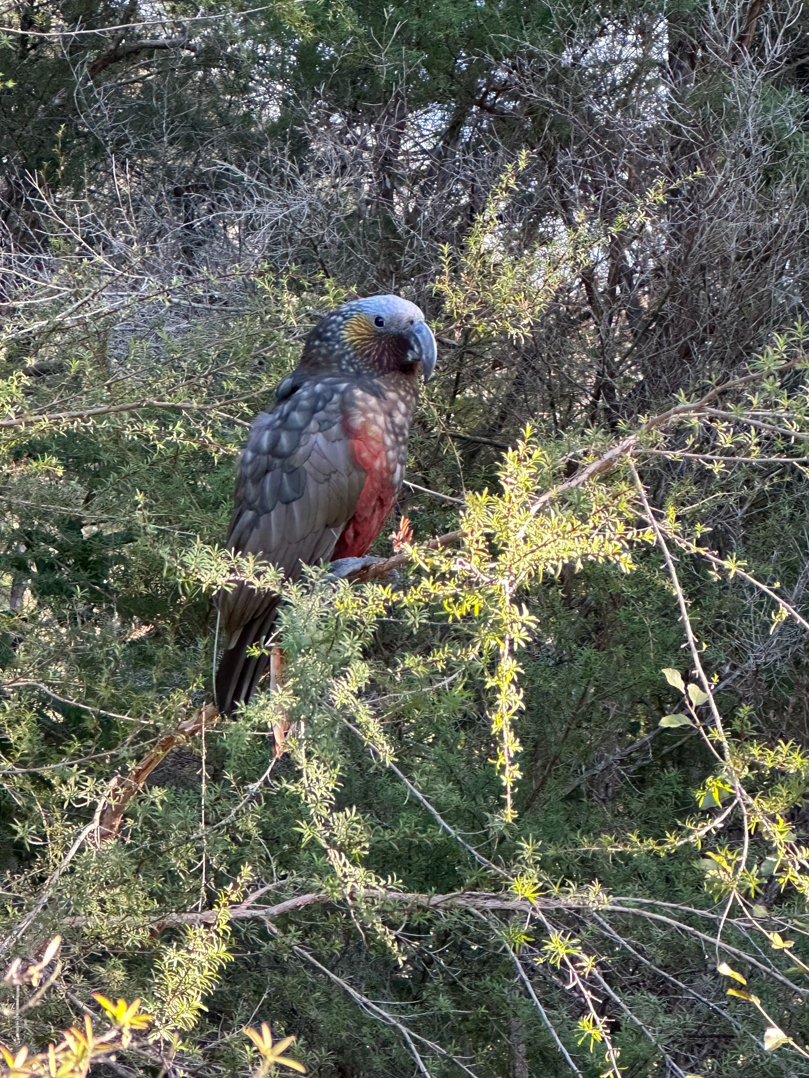 A New Zealand kākā (Nestor meridionalis) spotted. Photo / Supplied