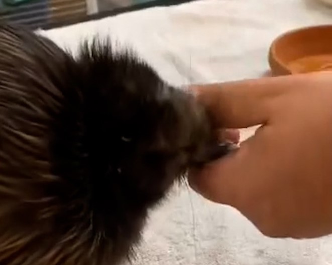 A video of a kiwi at a Miami Zoo has caused outrage online.
