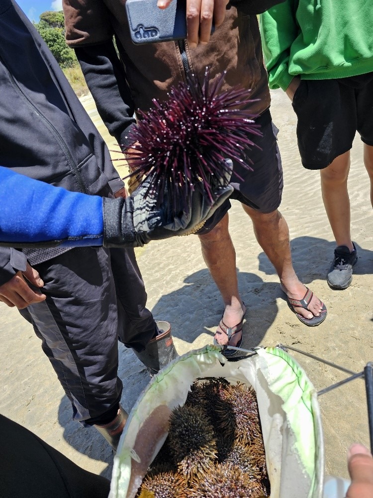 Kina at Maitai Bay in the Far North are blanketing the seabed and thriving, with 1000 removed last Saturday during a kina cull.