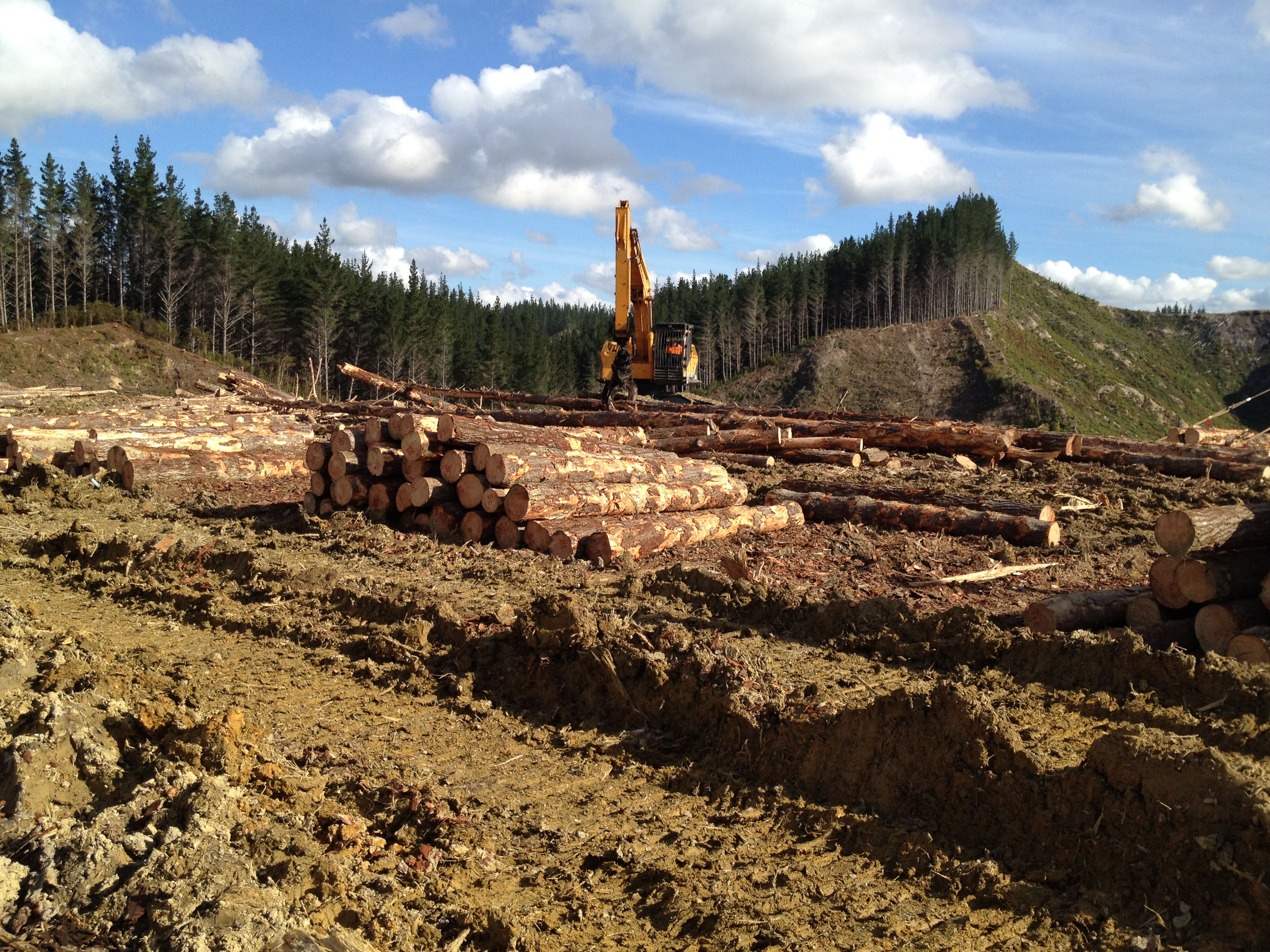 Forestry employs 40,000 people, a substantial number being tangata whenua. Photo / Supplied, File