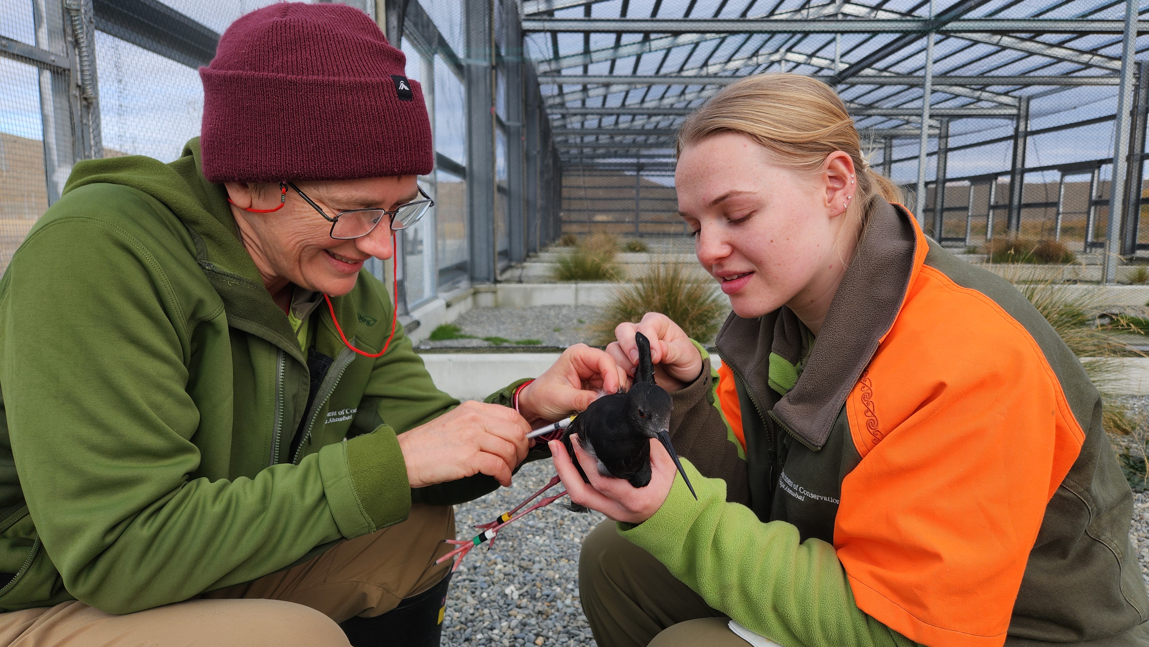 Department of Conservation vet Kate McInnes (left) vaccinates a kakī/black stilt in the trial completed in 2025. Photo / DoC