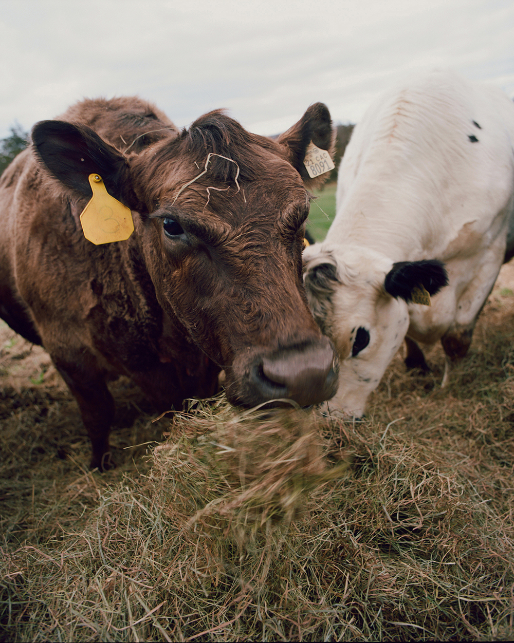 Cows at Sky High Farm, which has about 25 acres of pasture land for cows, sheep and chickens. Photo / Alex Hodor-Lee, The New York Times