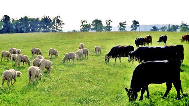 The government says it recognises the challenges sheep and beef farmers face.