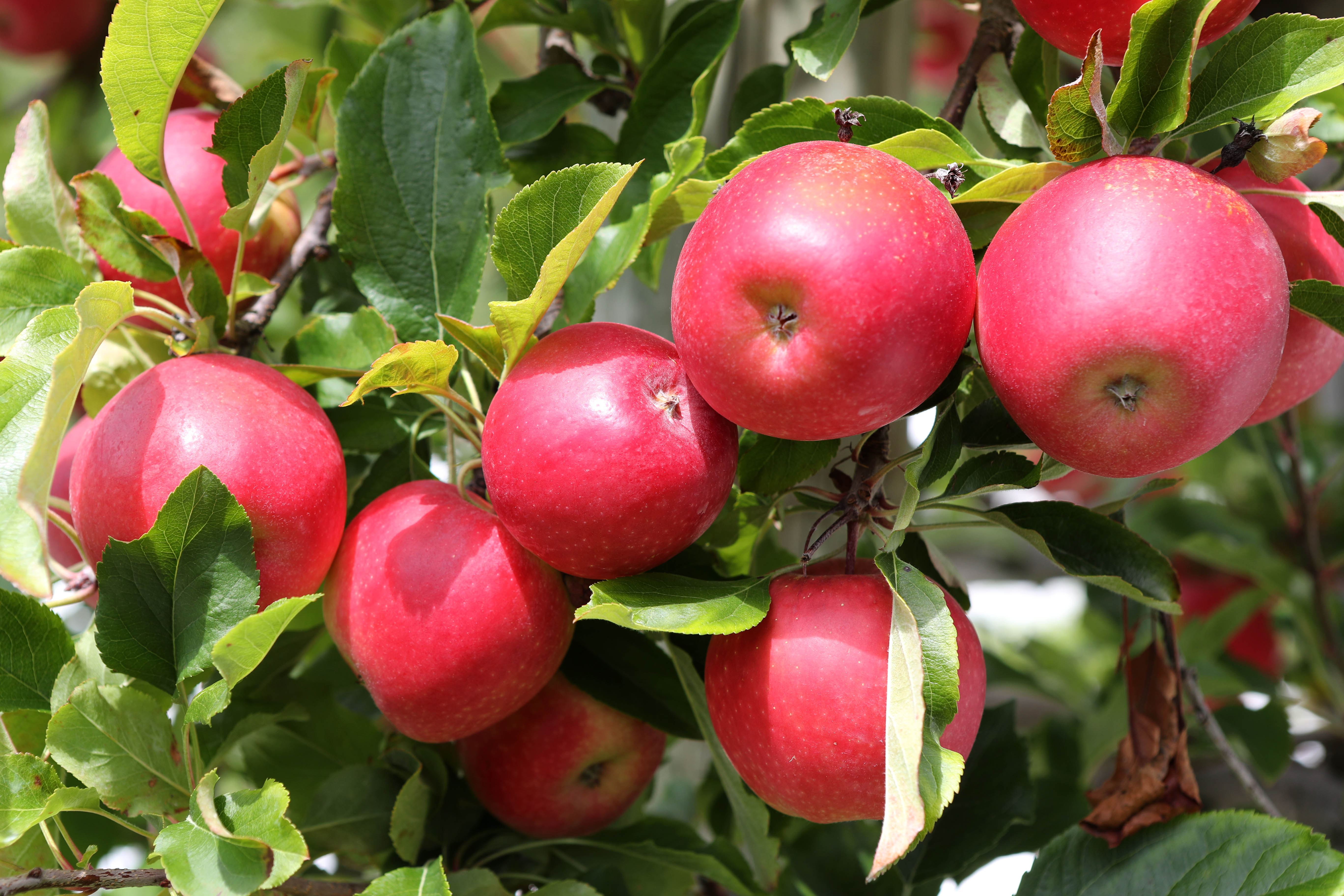 While it might be hard to find apples at present, there will be early varieties on the market from February.