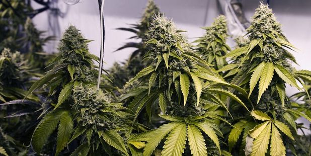 CBD is not psychoactive. Photo / File