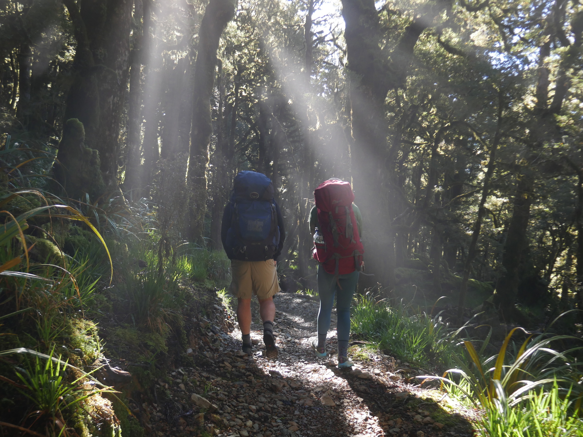 God rays and goblin forest on the Paparoa Track. Photo / Thomas Bywater