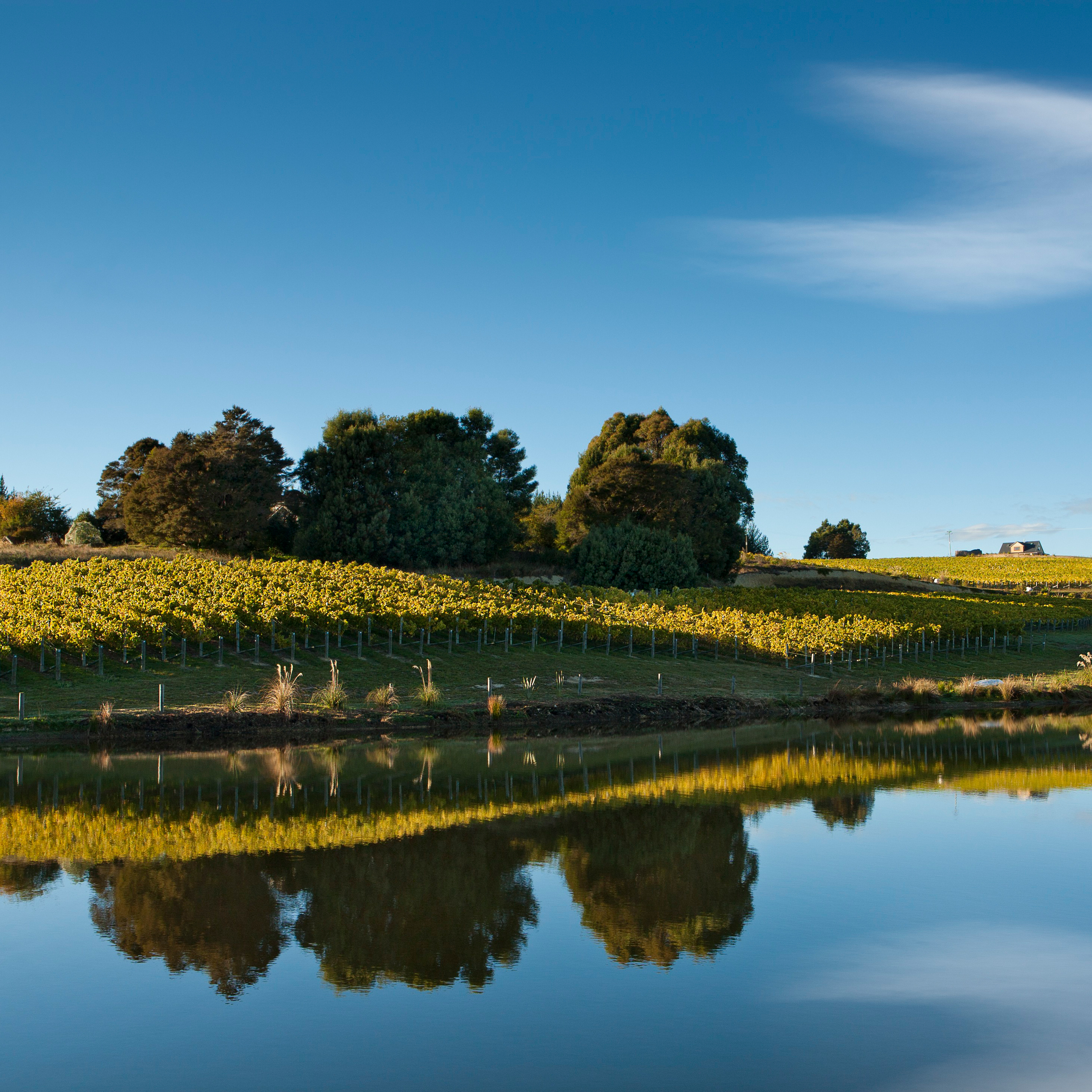 Tohu was Aotearoa’s first Māori-owned wine company.
