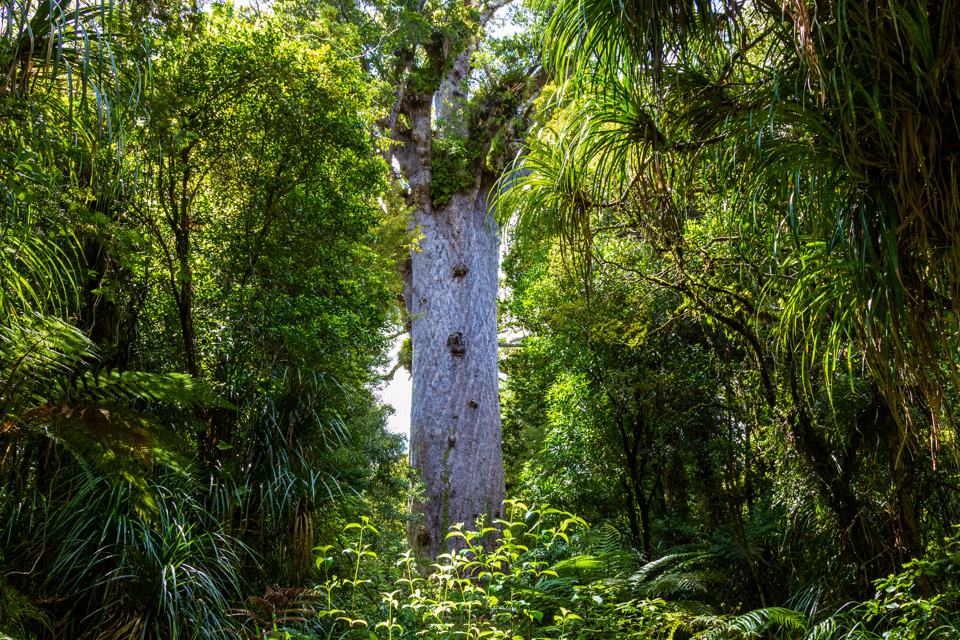 Hokianga's Waipoua Forest, home of Tāne Mahuta, is spectacular by day and magical at night. Photo / Getty Images