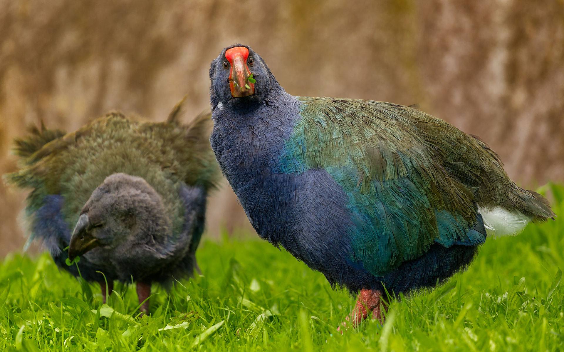 A bird flu vaccine is being trialled in takahe and other species. Photo / Corelia Schulz, Dreamstime