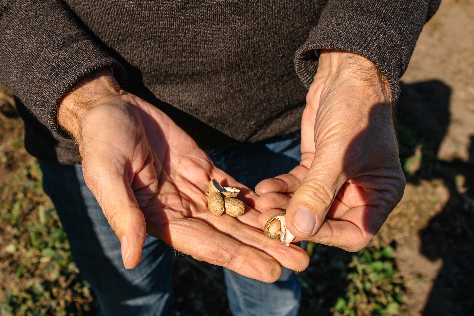 These peanuts could be the start of a new cracking industry for Northland. Photo / Supplied