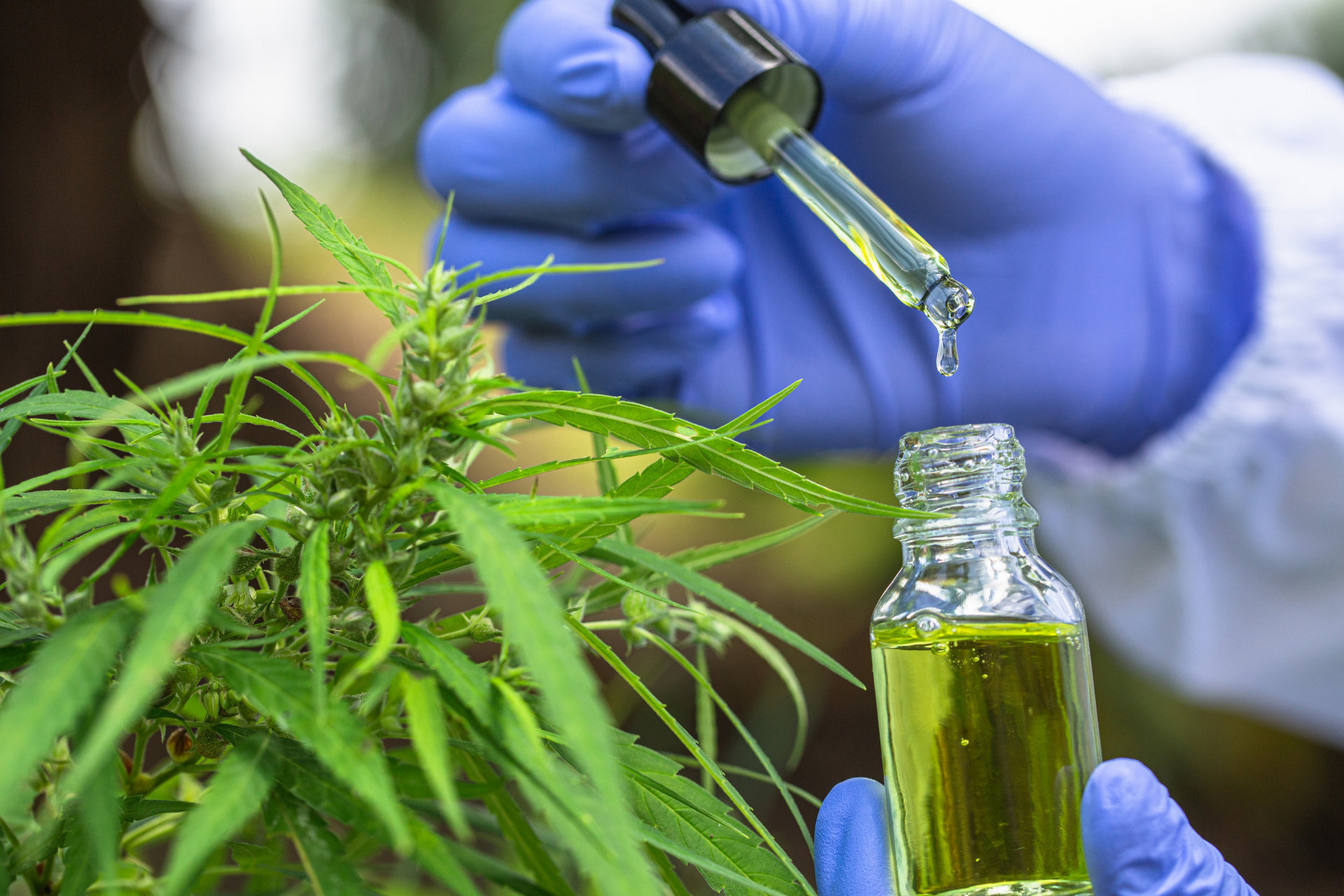 The medicinal cannabis market is trending away from CBD oils towards THC-dominant flower, a new research paper says