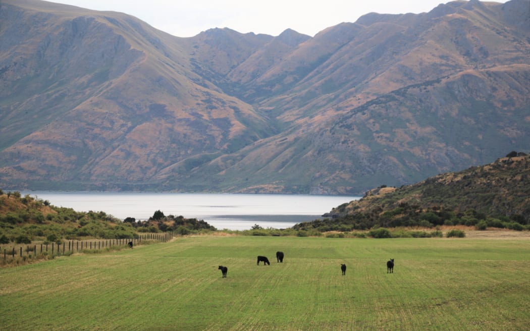 A Feds survey conducted in May found more farmers were coming under pressure from their bank. Photo / RNZ / Cosmo Kentish-Barnes