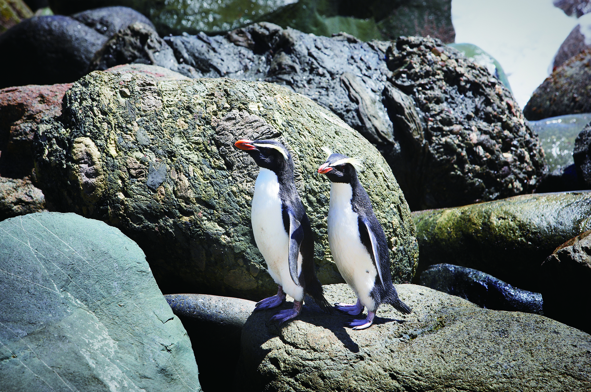 Fiordland Crested Penguins explore the end of the Hollyford Track. Photo / Ngai Tahu Tourism