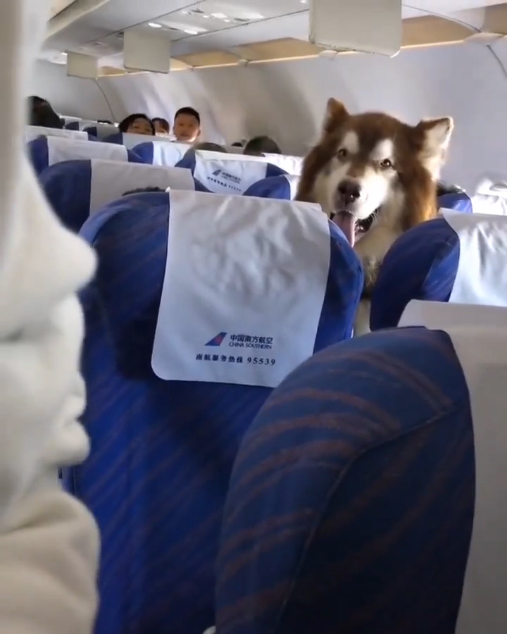 Shaggy Dog Story Of How Emotional Support Animals Took Off On South China Airways Nz Herald