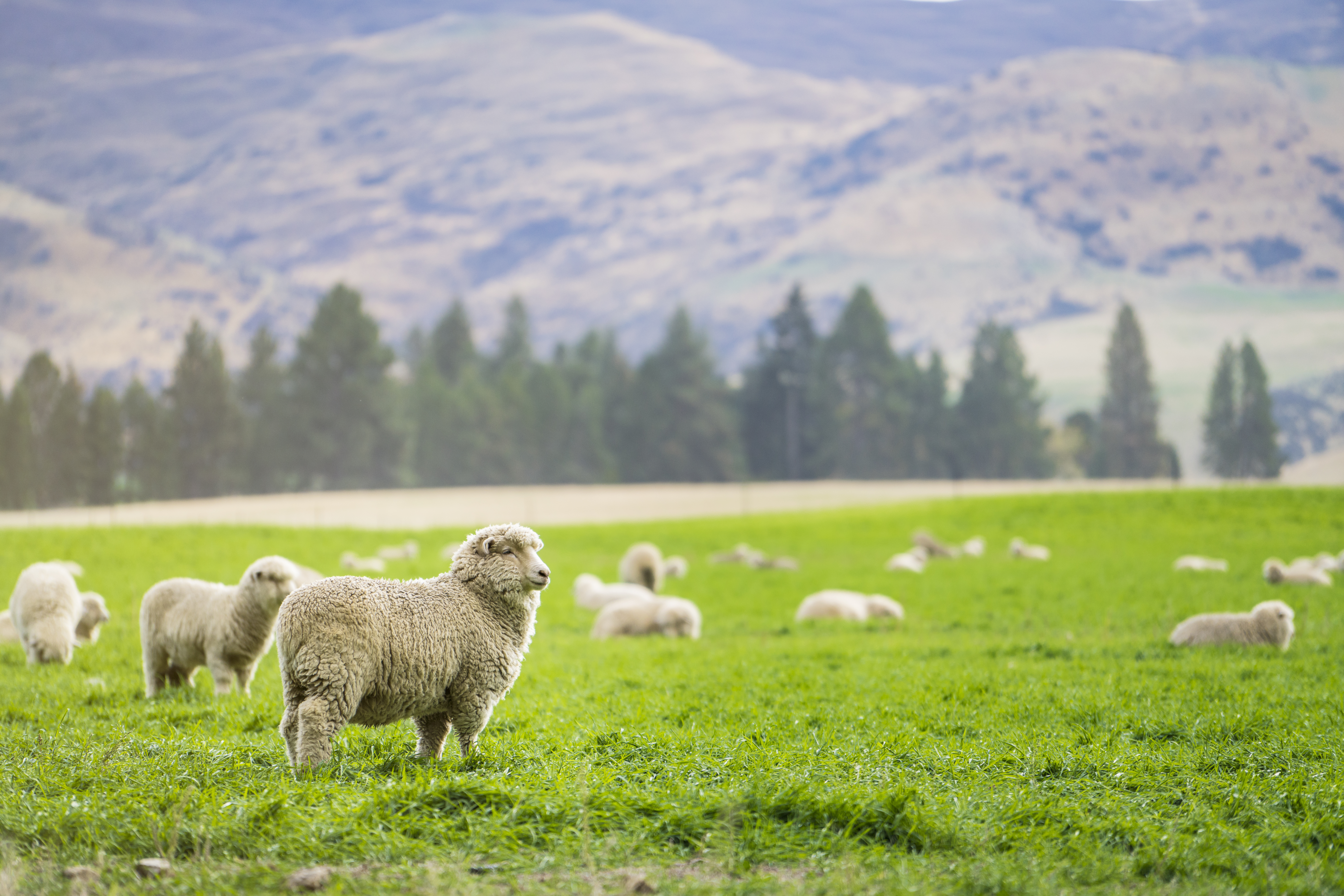 Woolchemy says it will add value to cross-bred wool. Photo / File