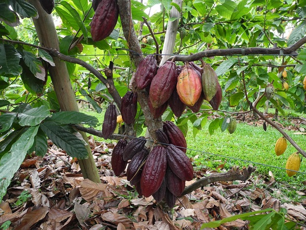Purple cocoa pods growing at Charley's Chocolate Factory, Mission Beach, Queensland. Photo / Charley's Chocolate Factory