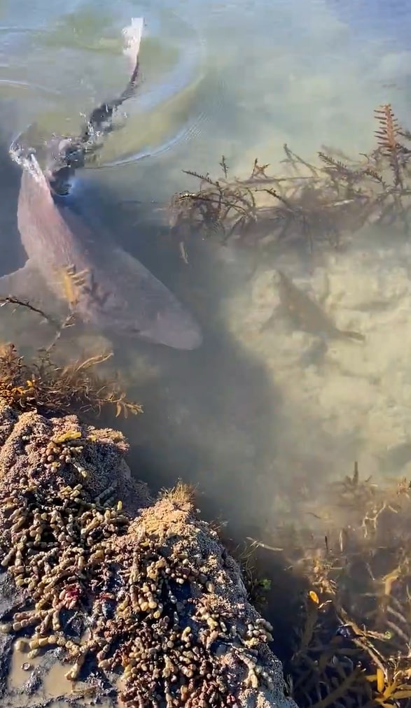 The sharks came very close to the Ahipara whānau when they went to the rockpools on December 31. Photo / Christel Snowden