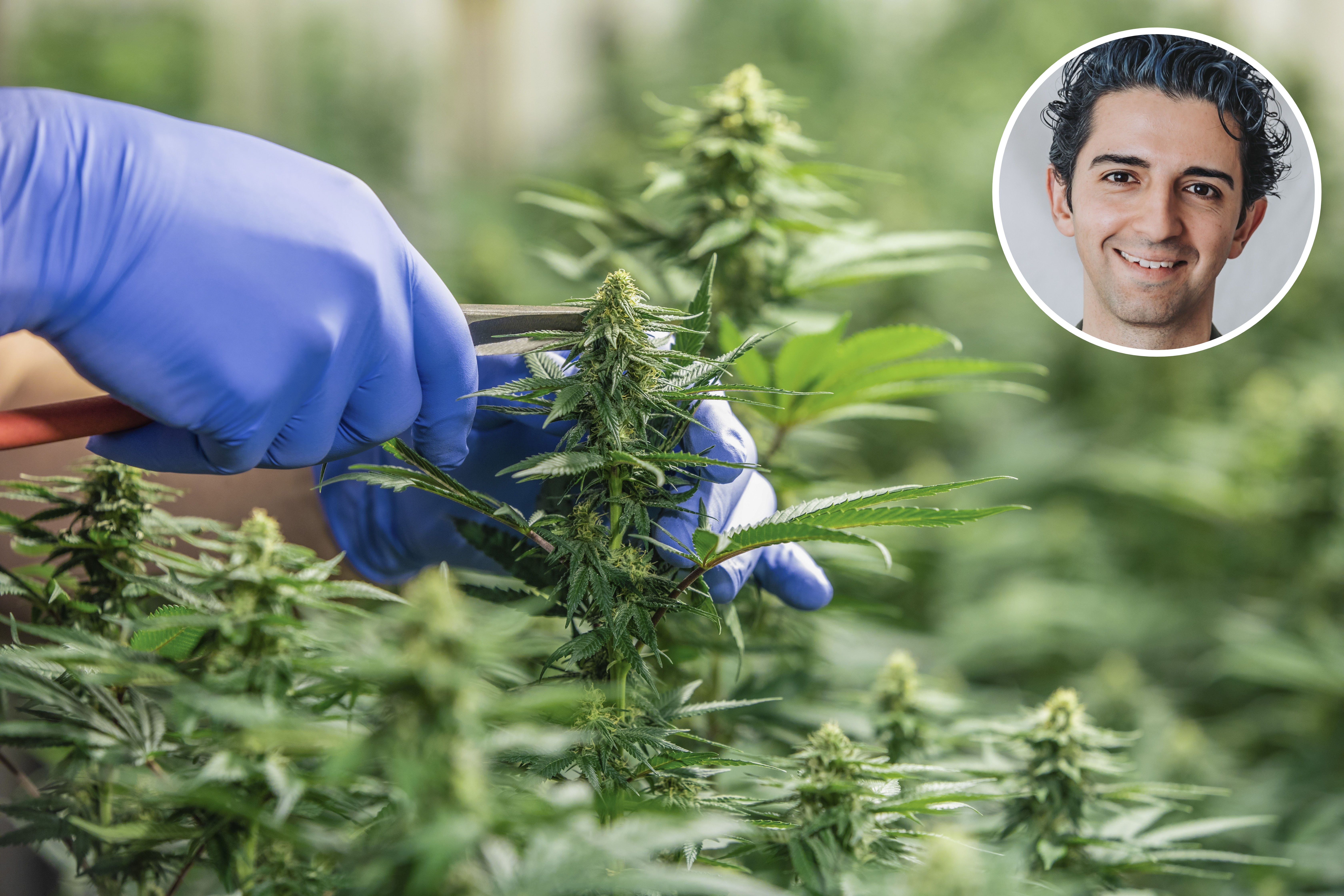 Dr Waseem Alzaher (inset) has had success but some others in the medicinal cannabis industry have struggled. Photos / Supplied