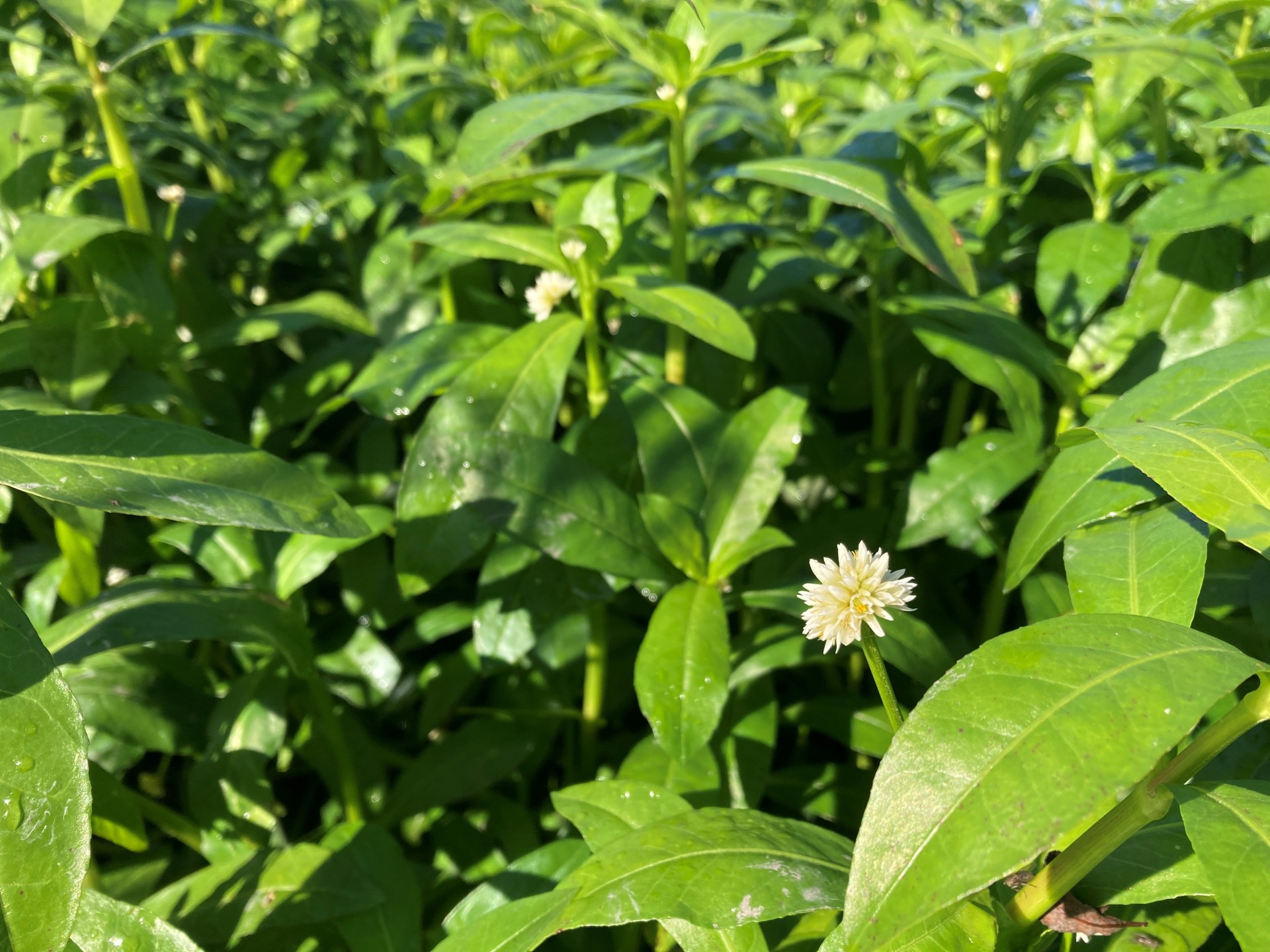Alligator Weed