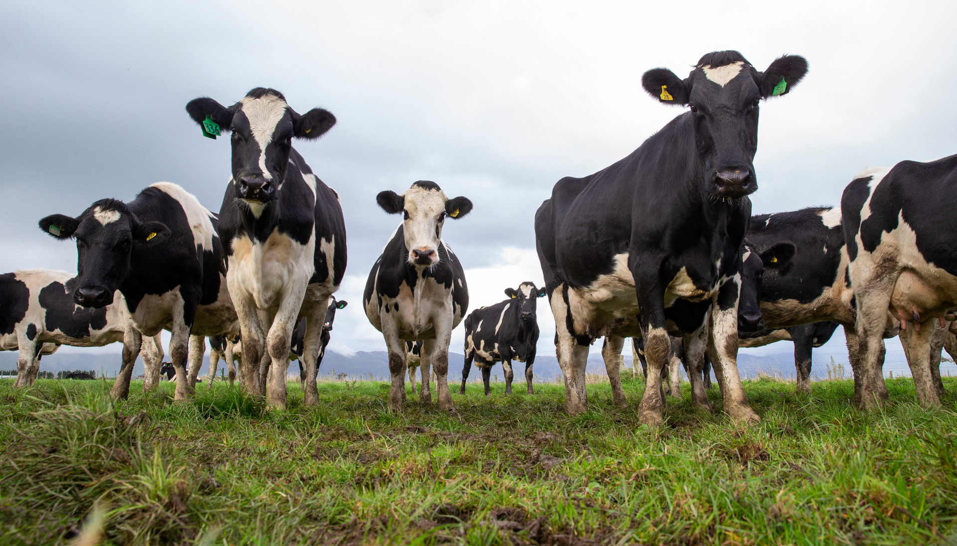 Parties are at odds about how and when to price greenhouse gas emissions from agriculture. Photo / Mark Mitchell