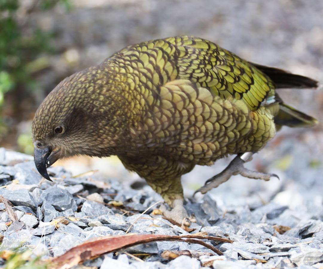 Natureland conservation centre at Tahunanui Beach. Photo / Supplied