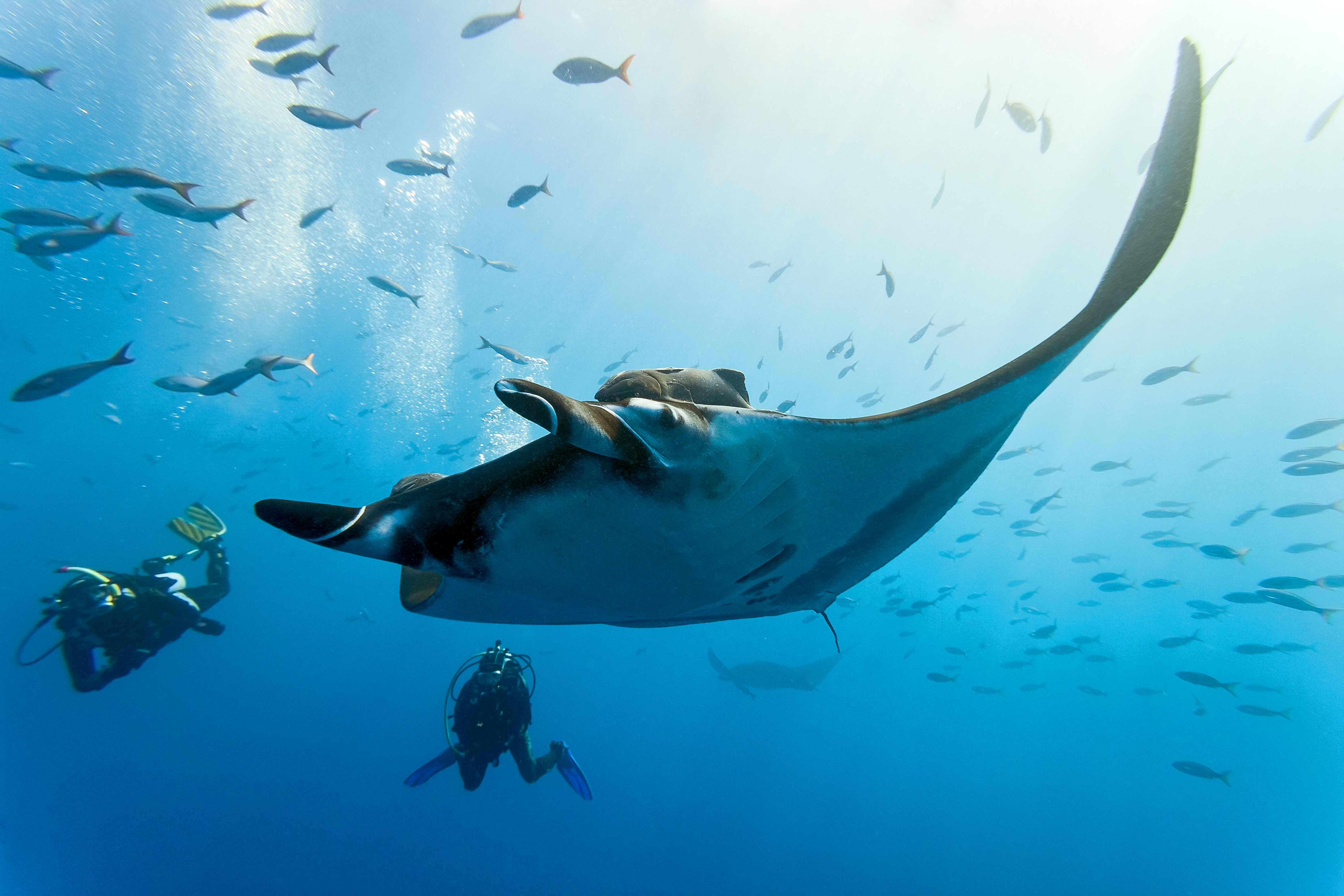 Divers encounter graceful manta rays in Kokomo's pristine reef waters.