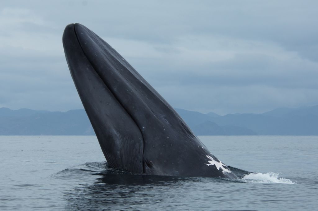 Blue whales, like this one pictured off Northland, have long captured imaginations for their huge size - adults are known to grow to well over 20m. Photo / Ingrid Visser