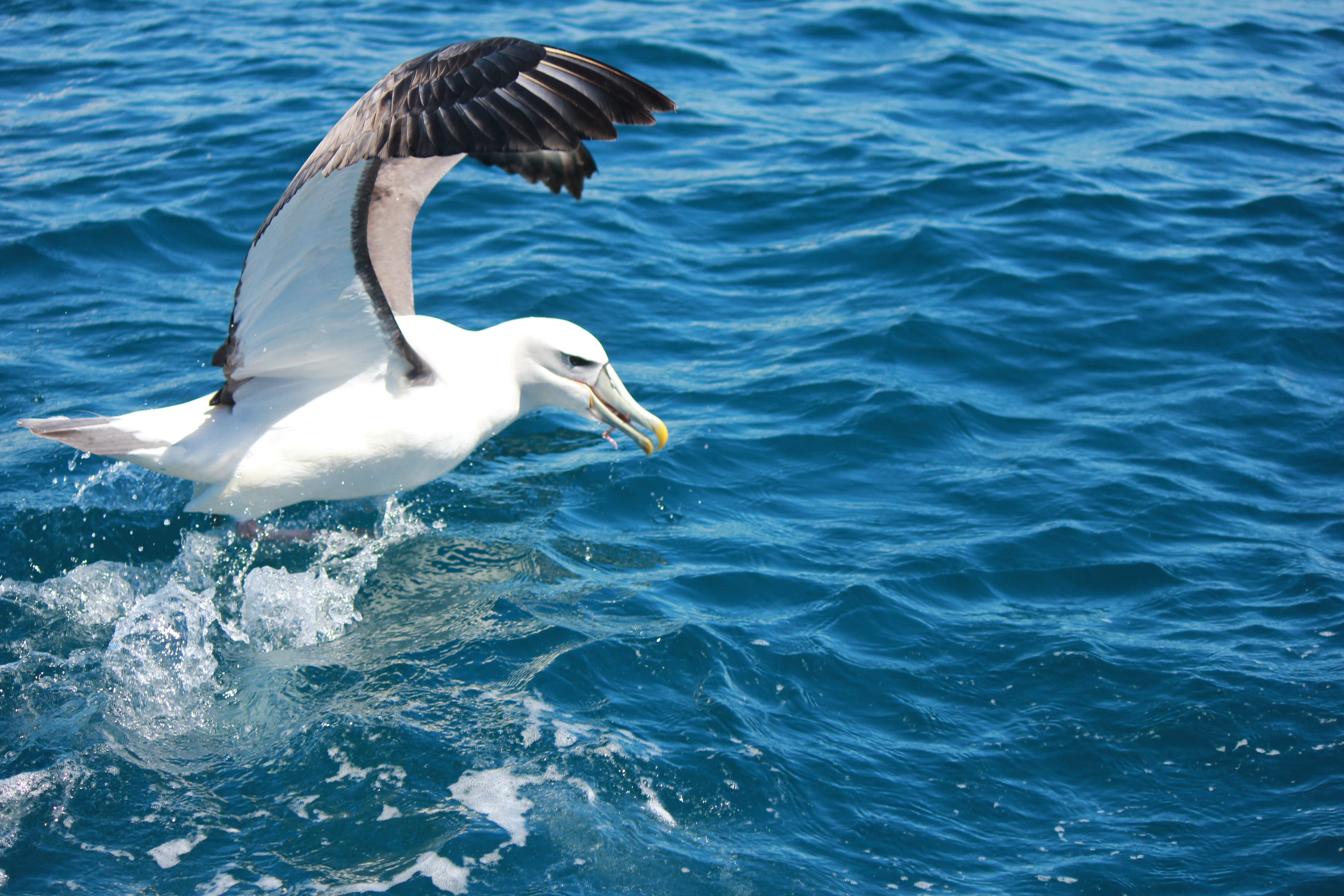 Ancient Mariner Reels - Albatross 6000 | Ancient Mariner Fish