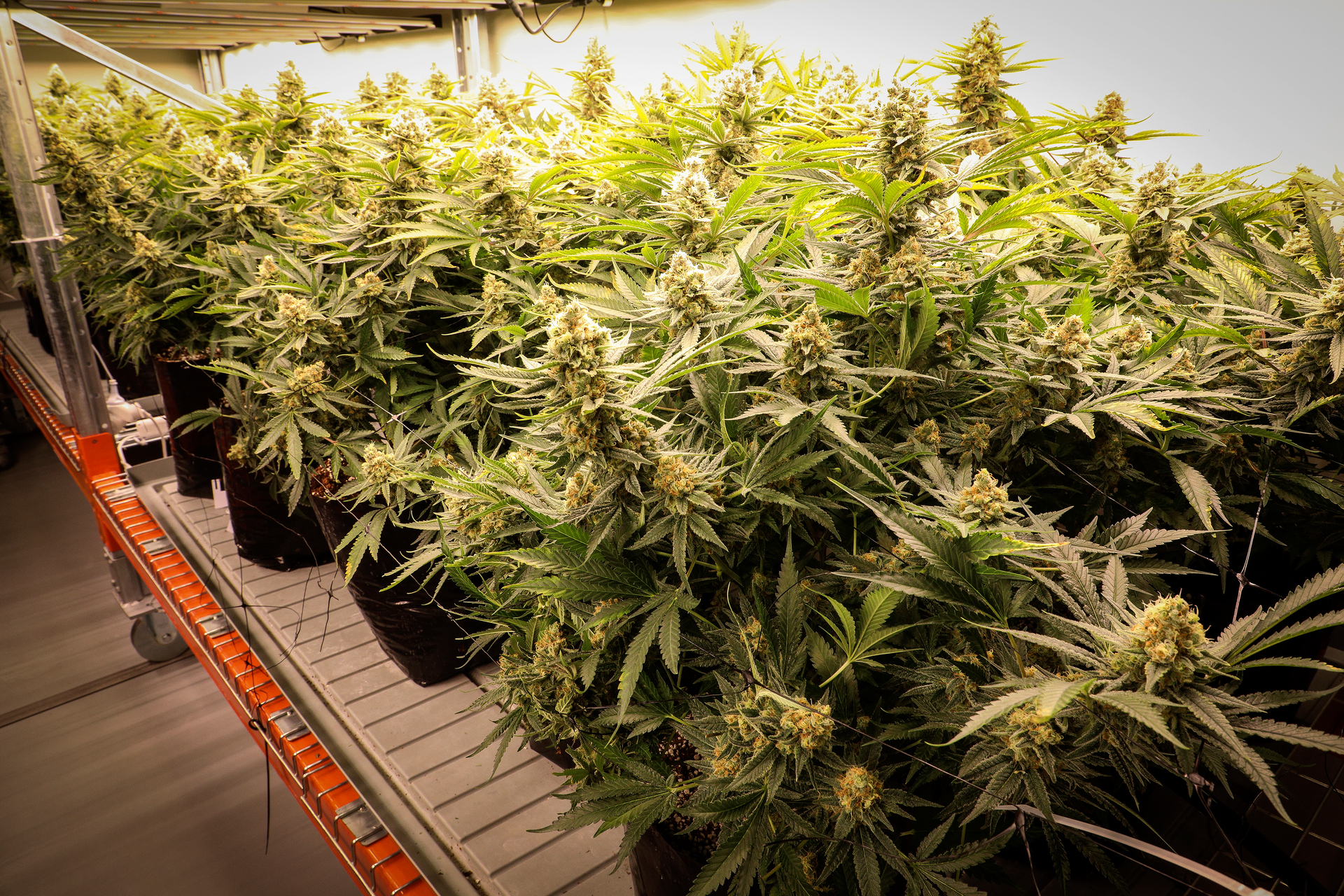 Medicinal cannabis company Eqalis hopes its merger with Cannasouth will improve patient access to products. Photo / Andrew Warner