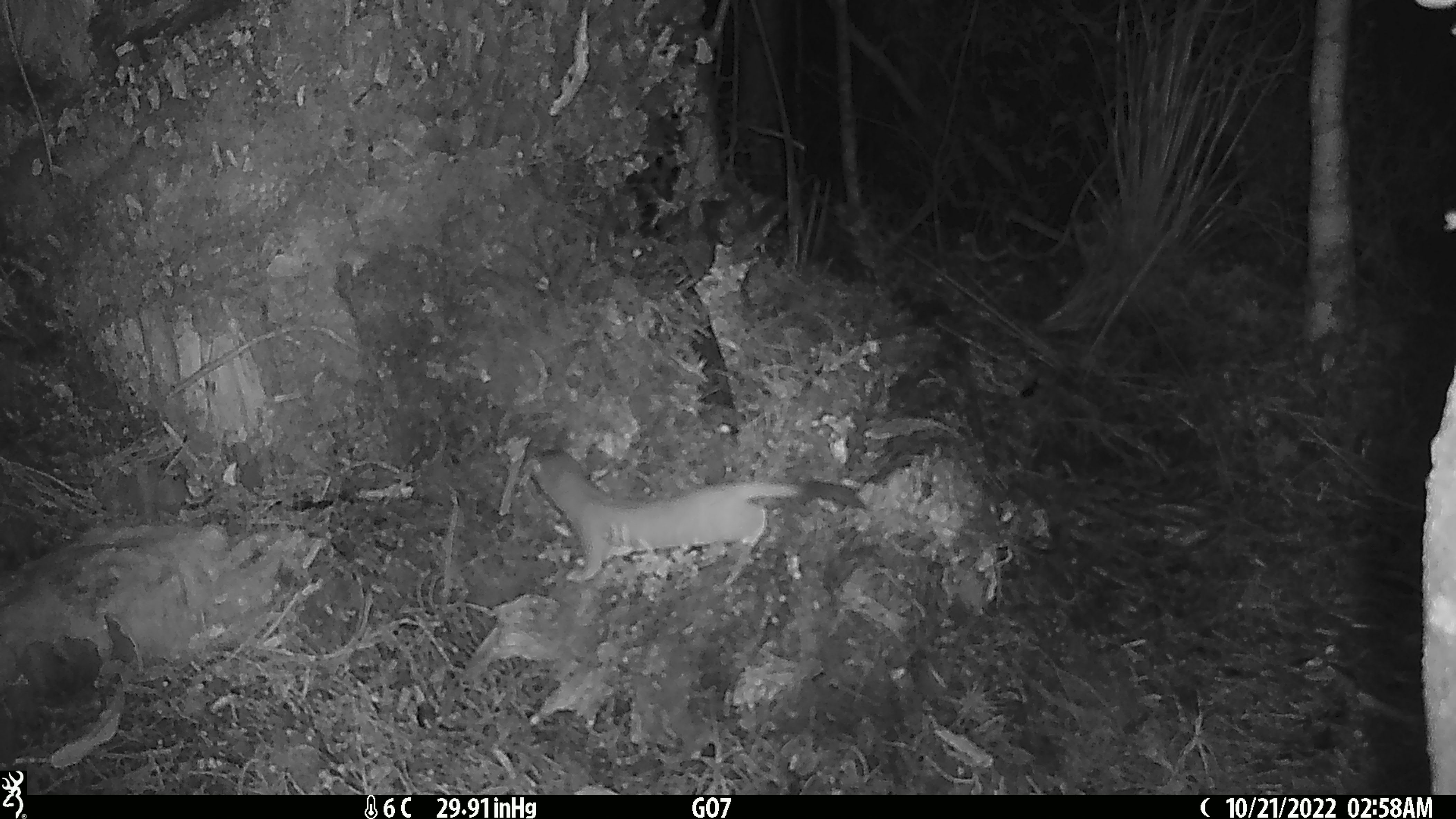 The Chalky Island stoat caught on trail-cam footage checking out a fake den in October 2022. Photo : DoC