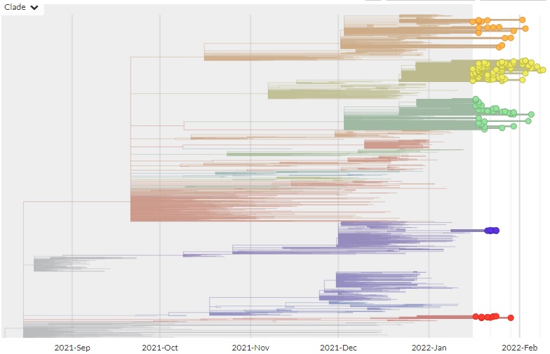 This phylogenetic tree shows New Zealand Delta cases coloured according to their clade over time - with the most recent cases highlighted on the right hand side. Image / ESR
