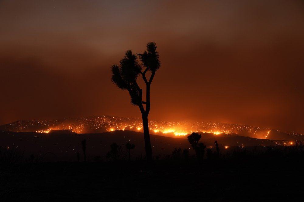 The Bobcat Fire burns in the distance beyond a Joshua tree Saturday, Sept. 19, 2020, in Juniper Hills. Photo / AP