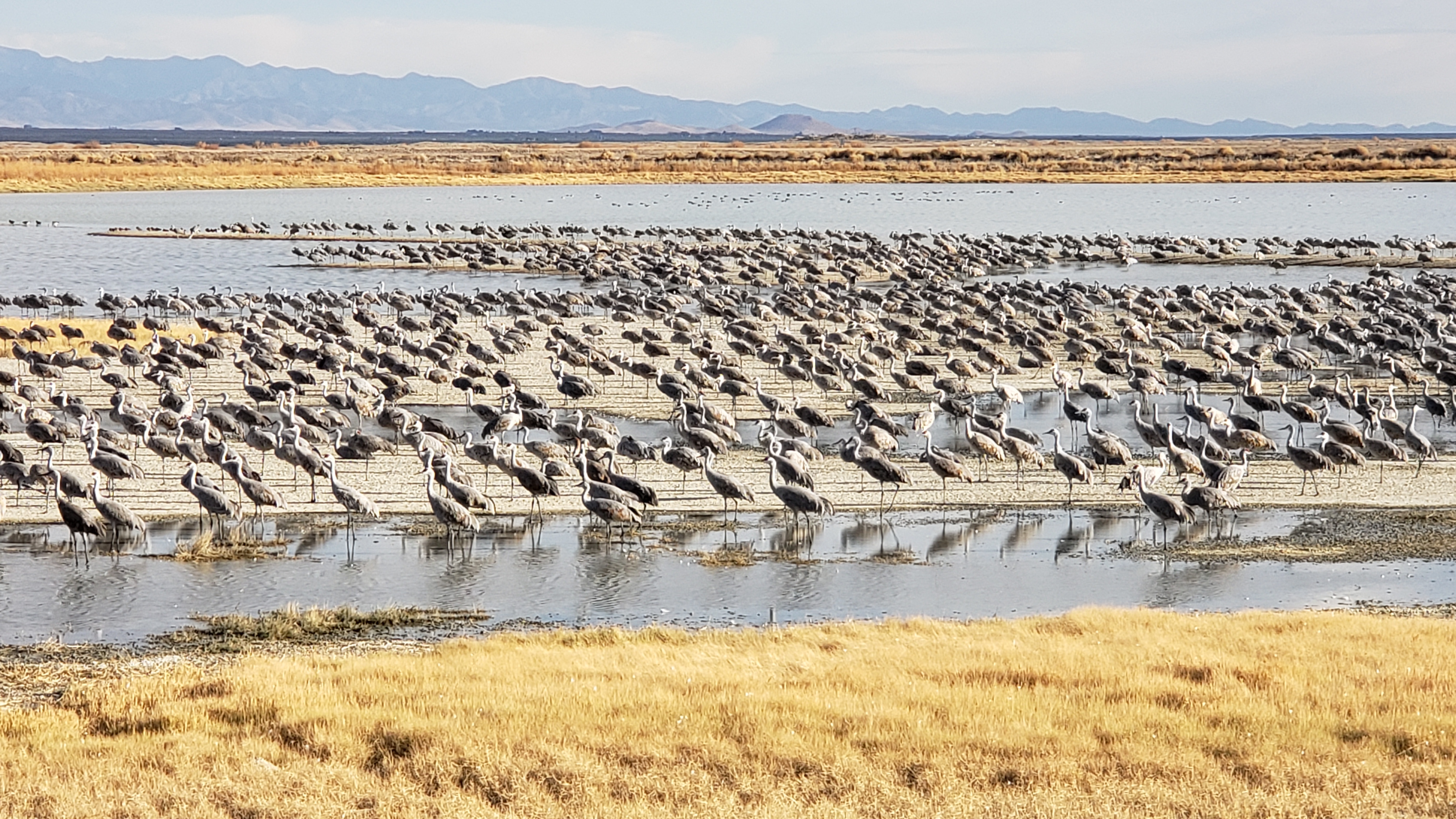 Willcox Playa Wildlife area with thousands of sandhill cranes. Photo / Simon & Susan Veness