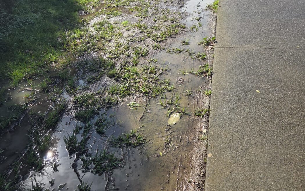 Damaged grass from illegal parking. Photo / RNZ