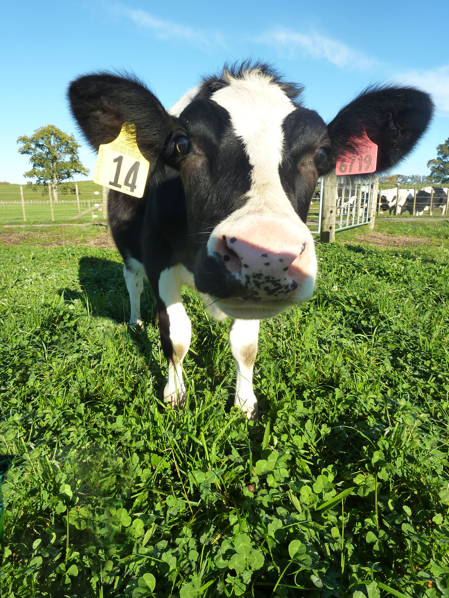 AgResearch scientists have bred Daisy, the first cow in the world to produce high protein milk that may be hypo-allergenic. Image / Supplied