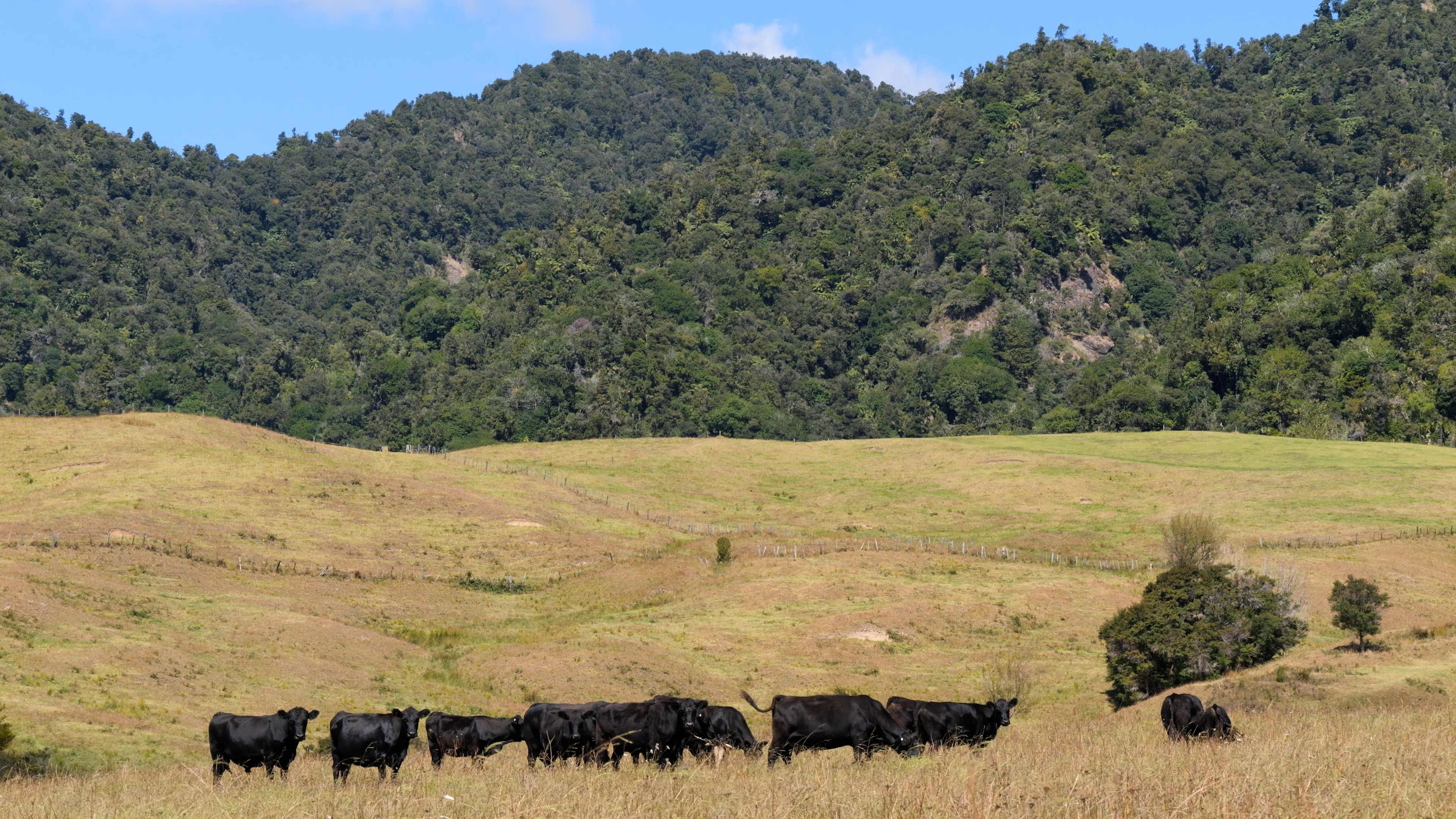  More water restrictions are likely for the Far North as drought conditions bite further.