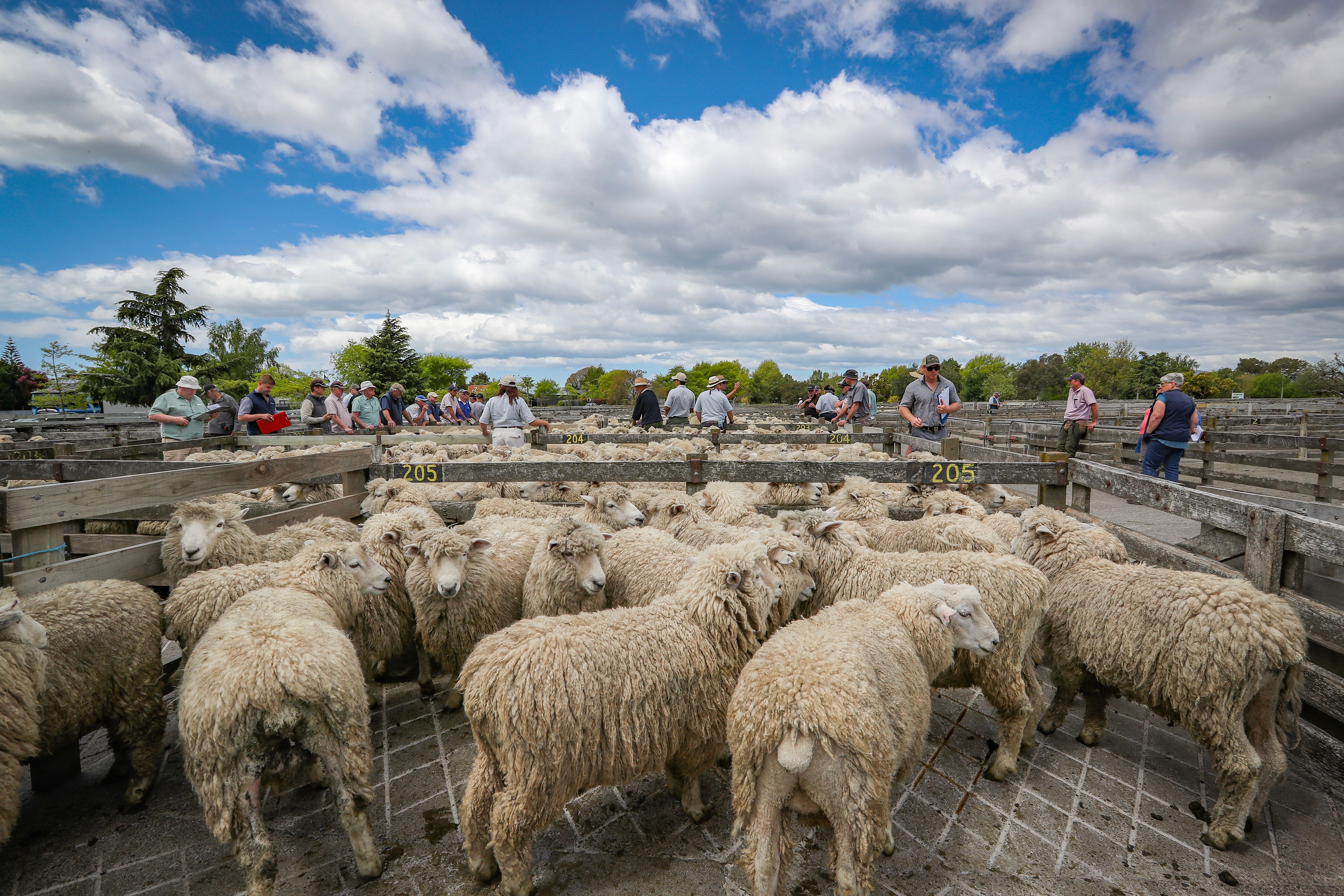 A sale at the Stortford Lodge saleyards in Hastings. Photo / Warren Buckland