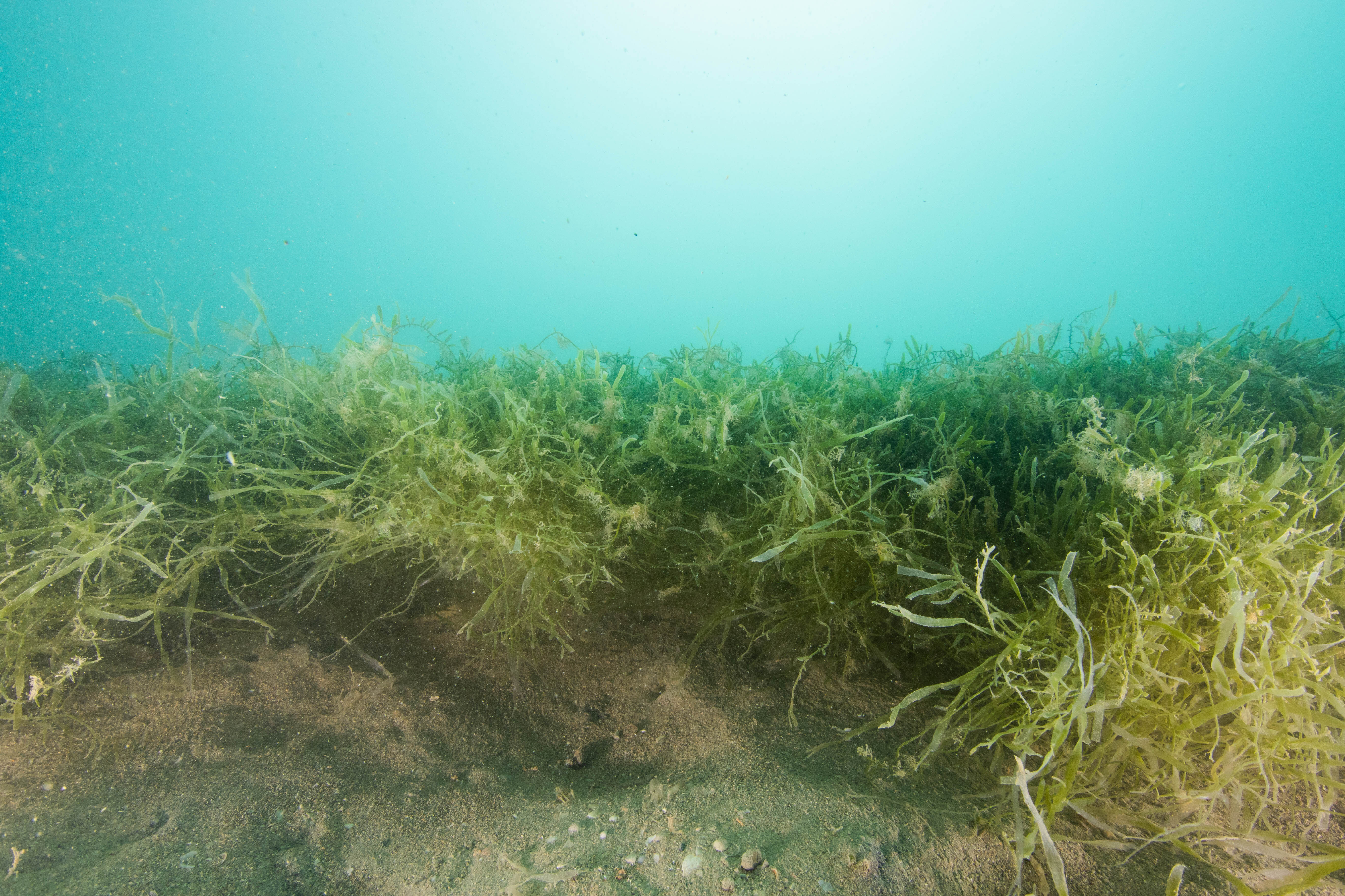 Caulerpa at Te Rawhiti's Omakiwi Cove in the eastern Bay of Islands. Photo / NRC