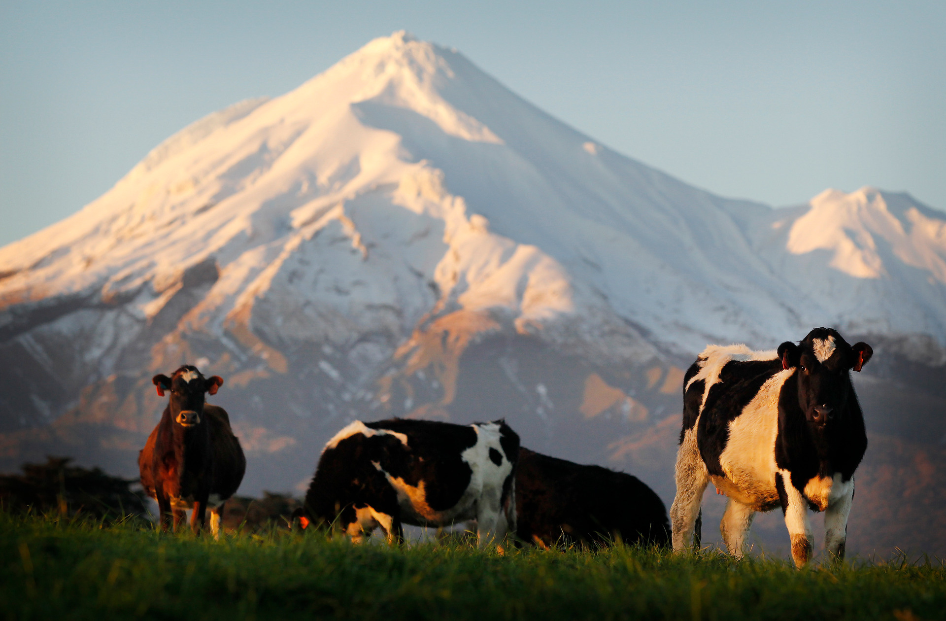 Another $10/kg milk price payout in 2025/26 will provide a boost to the economy, DairyNZ says. Photo / Christine Cornege