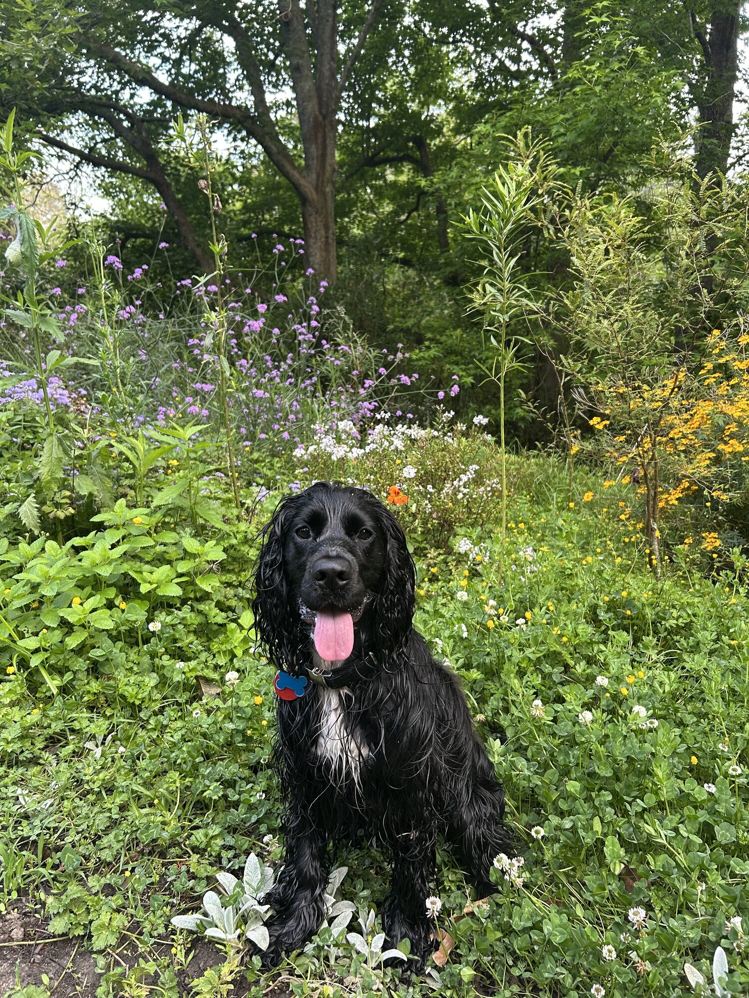 Heffalump the Cocker Spaniel racked up thousands of dollars in vet bills in the first year of his life.
