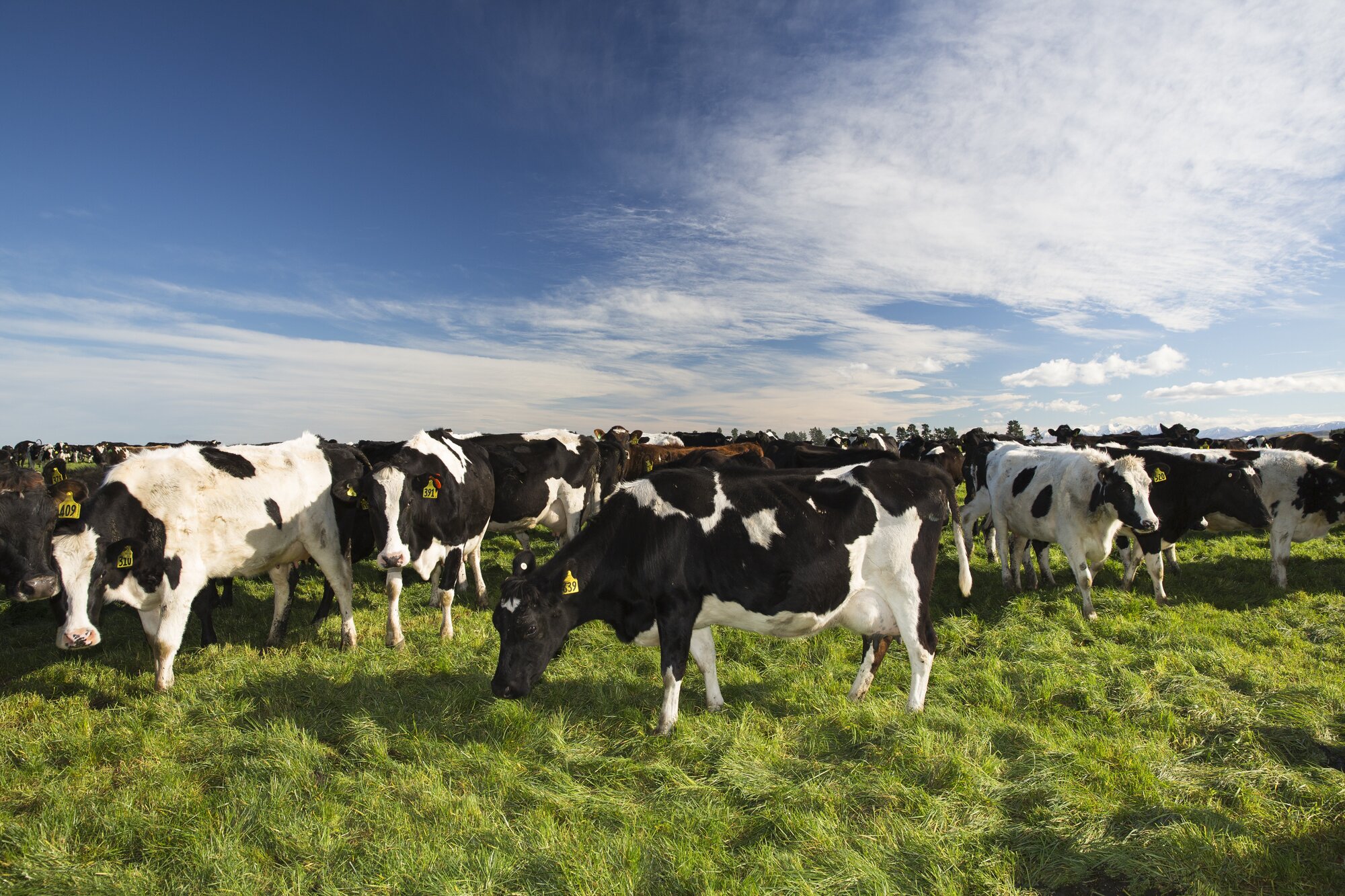 Fonterra supports the legislation but has asked for an amendment to be made for trade risks to be considered. Photo / PGG Wrightson