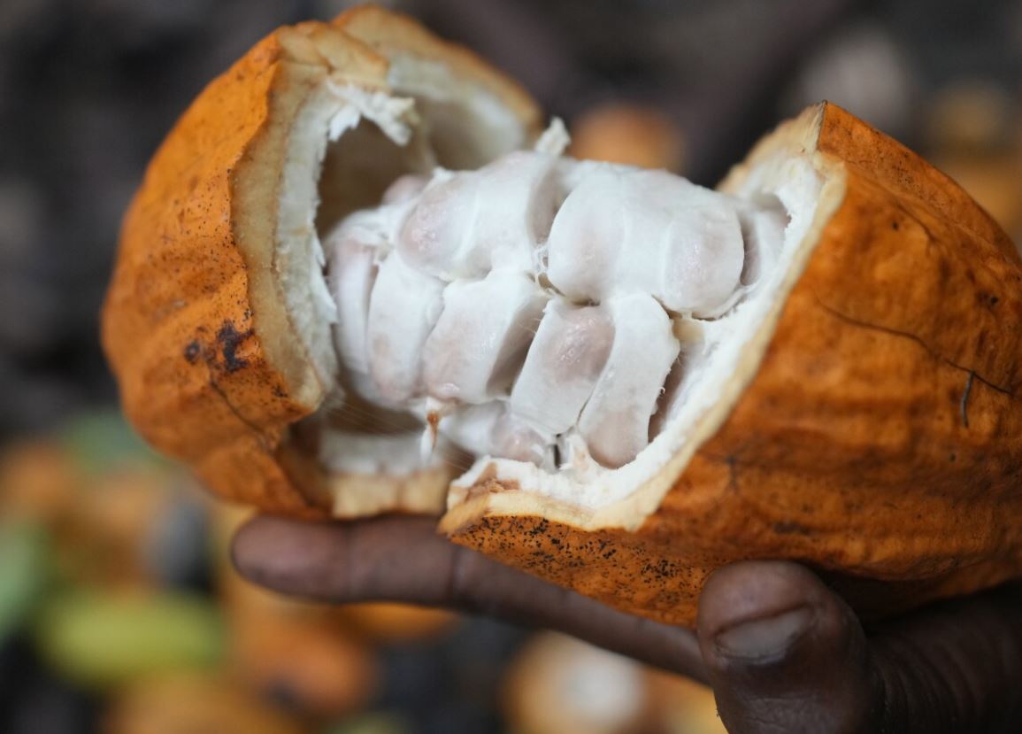 Cocoa pods contain beans that are dried and fermented before becoming an ingredient in chocolate. Photo / AP